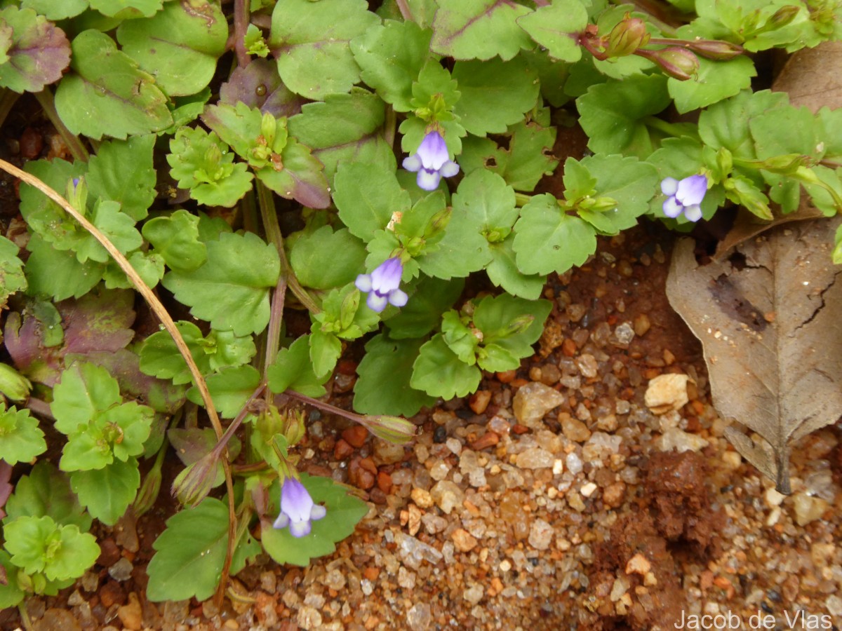 Torenia crustacea (L.) Cham. & Schltdl.